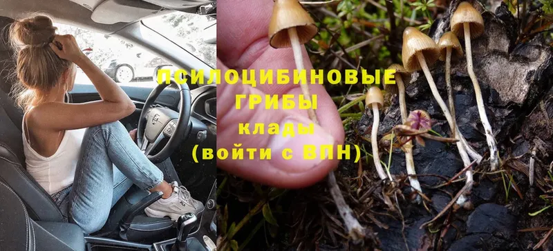 Псилоцибиновые грибы Psilocybine cubensis  Белокуриха 